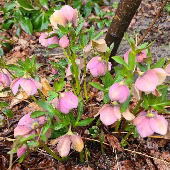 Hellebores Lenten Rose 4 plants $45 - Picture 5 of 7